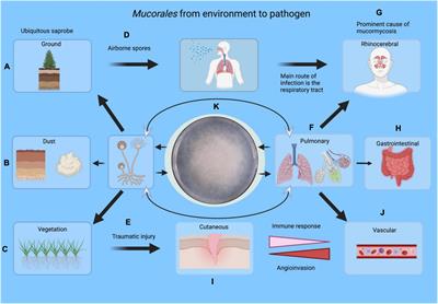 Mini Review: Risk Assessment, Clinical Manifestation, Prediction, and Prognosis of Mucormycosis: Implications for Pathogen- and Human-Derived Biomarkers